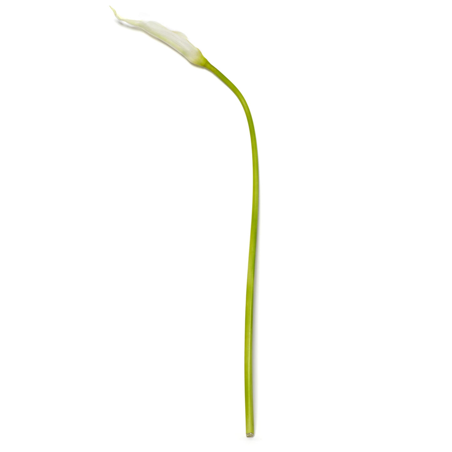 WHITE CALLA LILY TALL