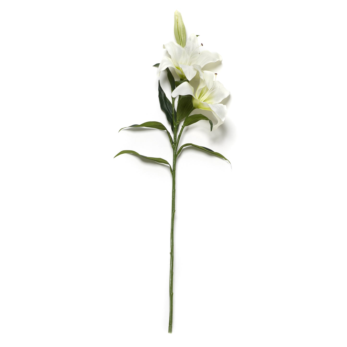 WHITE CASABLANCA LILY