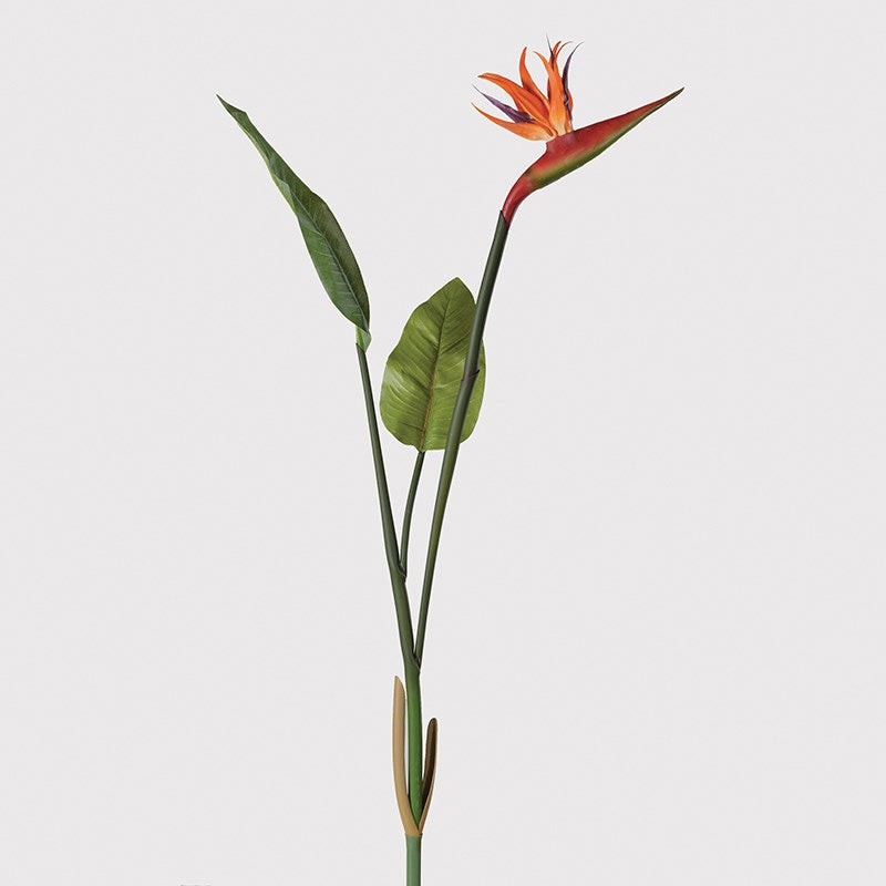 TROPICAL BIRD OF PARADISE STEM