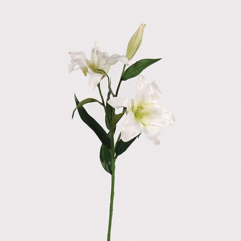 WHITE CASABLANCA LILY