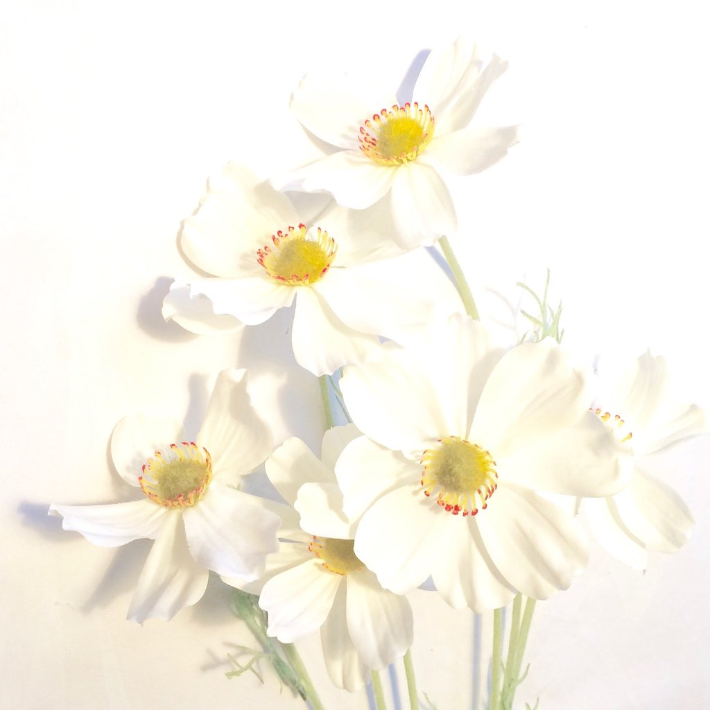 WHITE COSMOS BUNCH